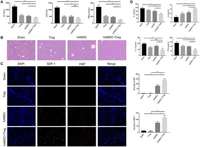 Regulatory T Cells Improved the Anti-cirrhosis Activity of Human Amniotic Mesenchymal Stem Cell in the Liver by Regulating the TGF-β-Indoleamine 2,3-Dioxygenase Signaling